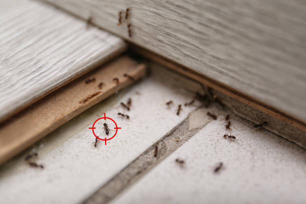 Wildlife Control Services in Mineral Point, WI