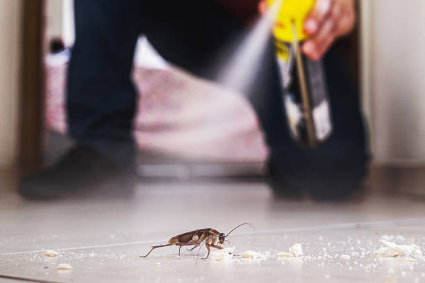 Best Rat Extermination Near Me  in Mineral Point, WI